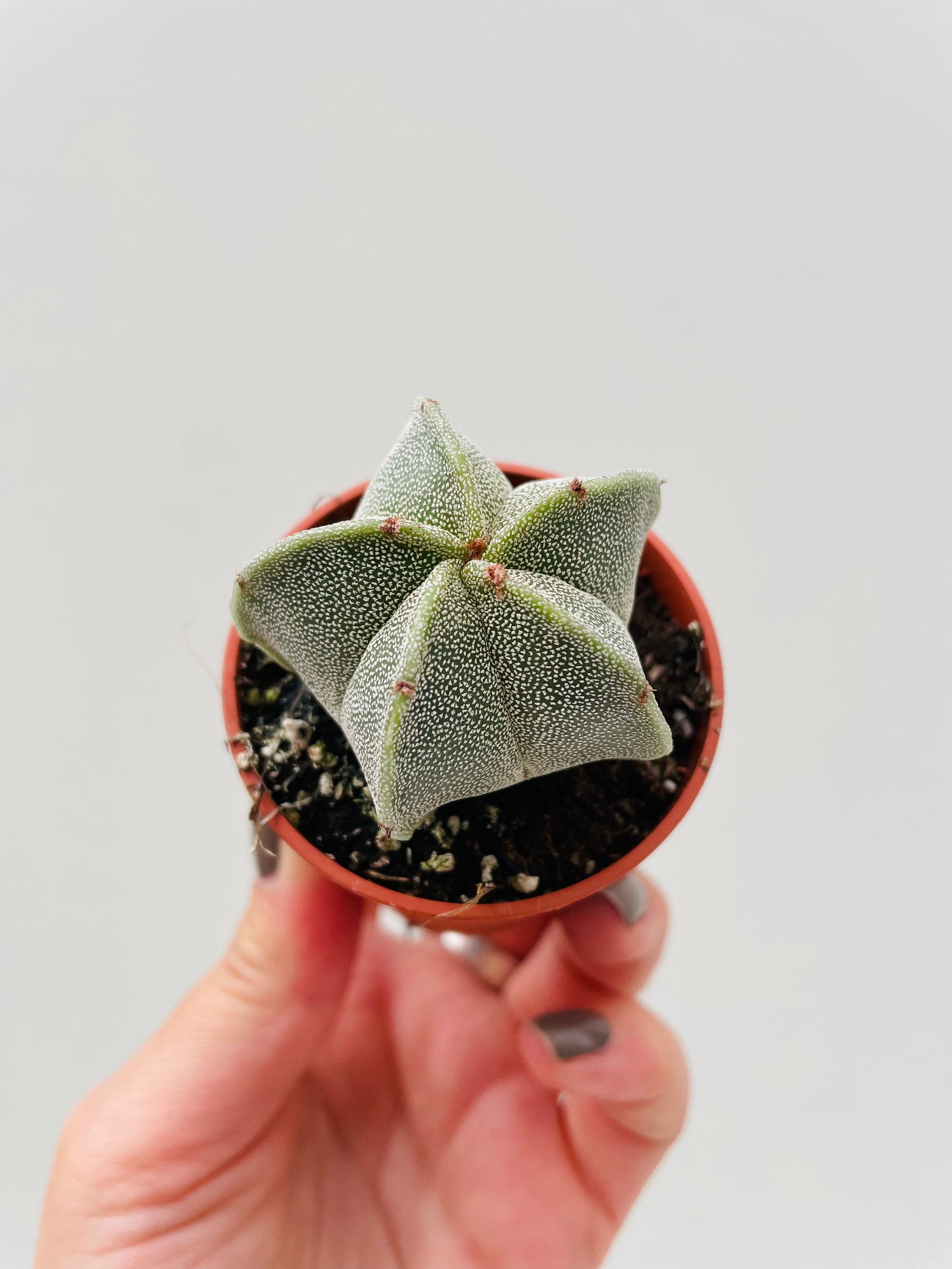 Bilde av Astrophytum myriostigma 5 cm potte-Spanne Plantesalg