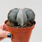 Bilde av Astrophytum myriostigma ‘Onzuka’-Spanne Plantesalg