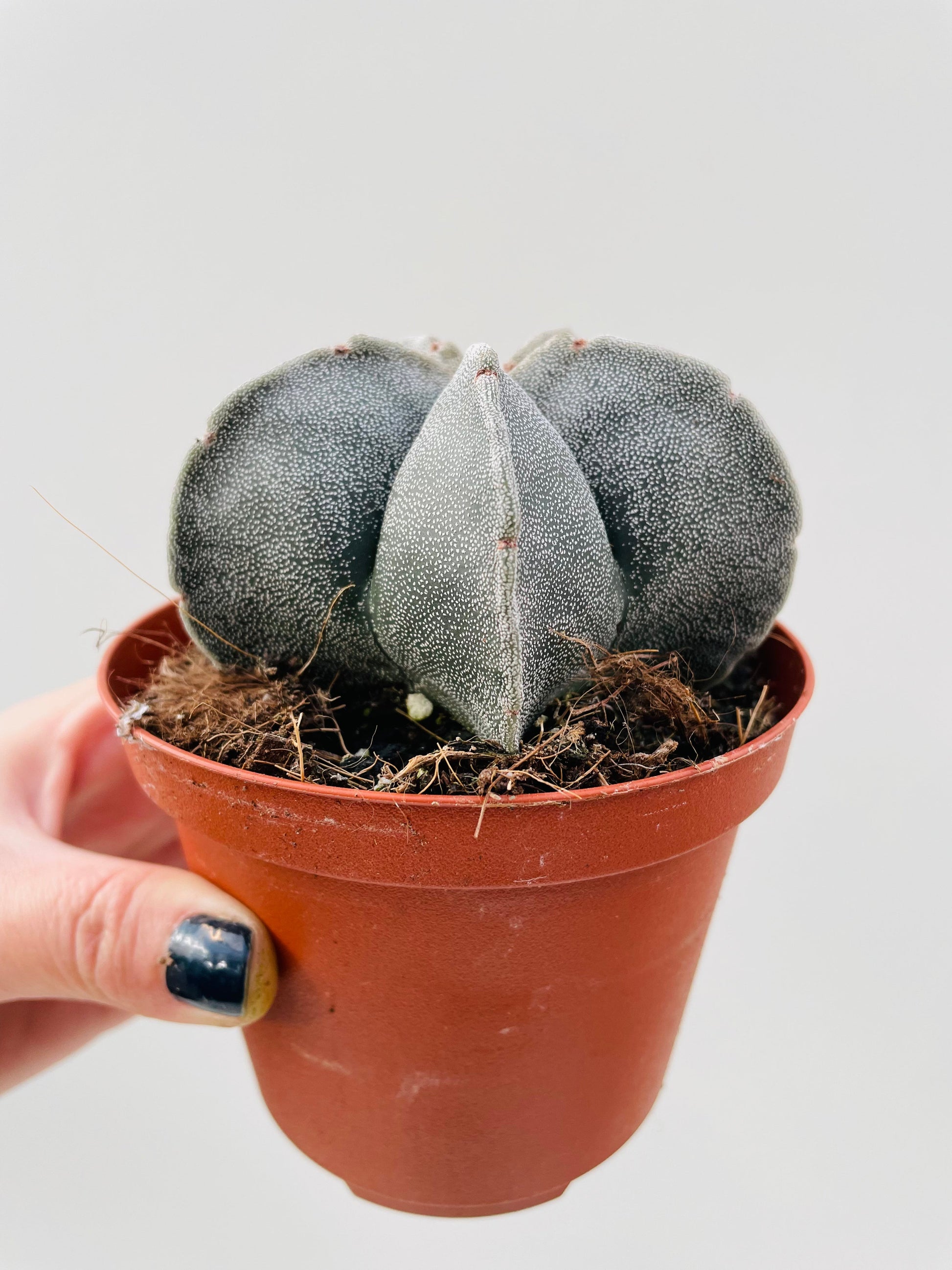 Bilde av Astrophytum myriostigma ‘Onzuka’-Spanne Plantesalg