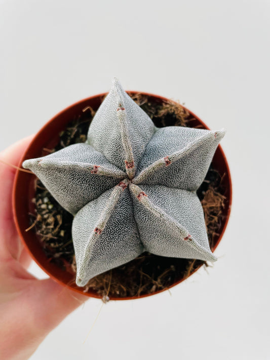 Bilde av Astrophytum myriostigma ‘Onzuka’-Spanne Plantesalg