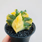 Bilde av Astrophytum myriostigma ‘Variegata’-Spanne Plantesalg