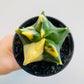 Bilde av Astrophytum myriostigma ‘Variegata’-Spanne Plantesalg