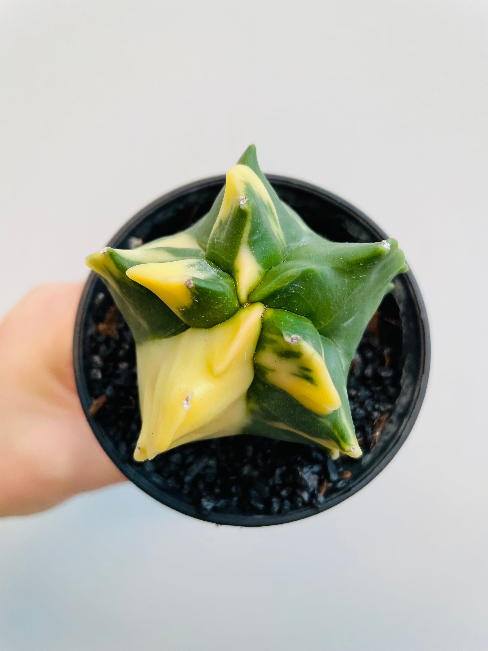 Bilde av Astrophytum myriostigma ‘Variegata’-Spanne Plantesalg