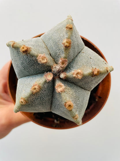 Astrophytum myriostigma