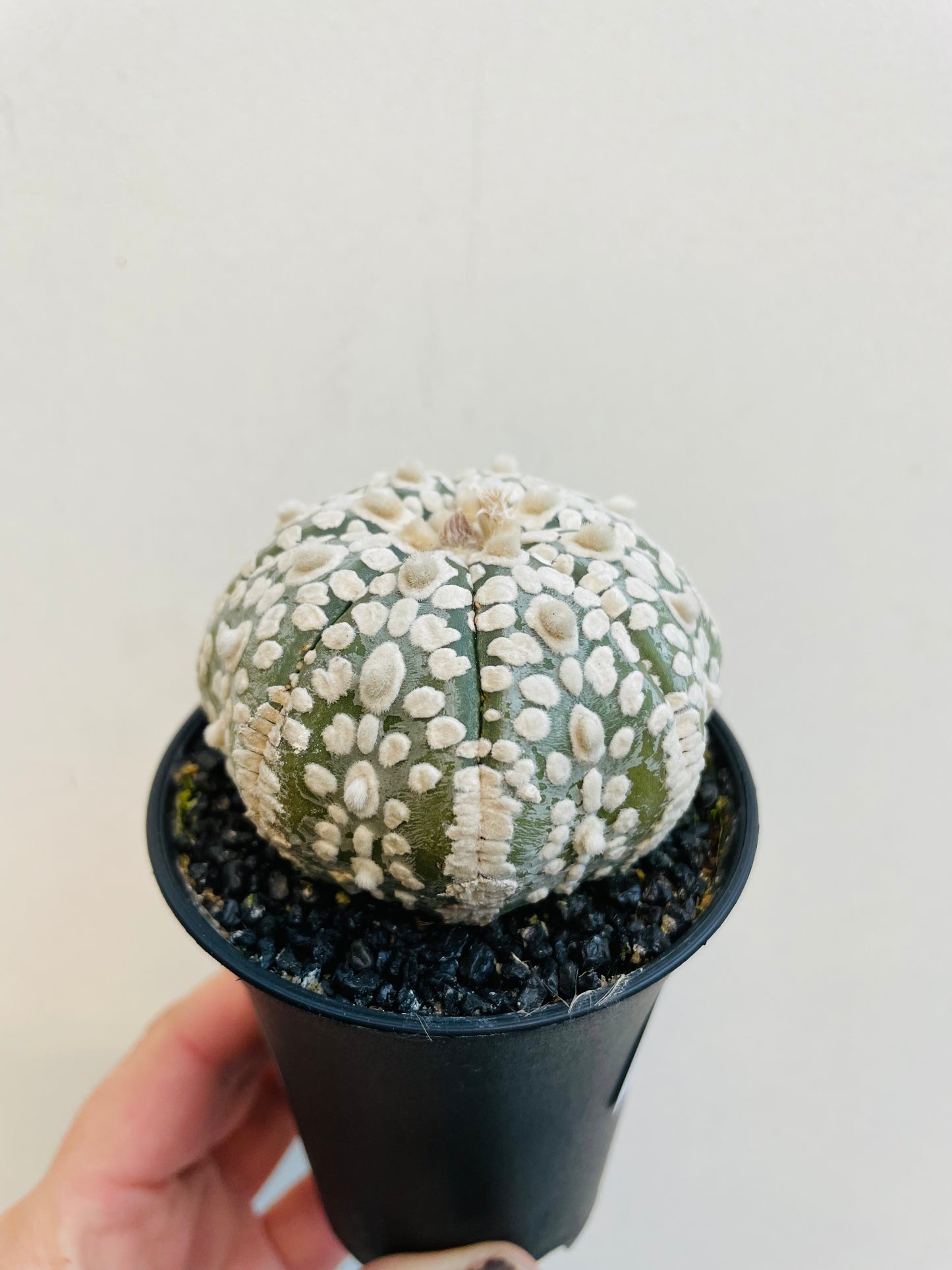 Bilde av Astrophytum ssterias ‘Super Kabuto’-Spanne Plantesalg