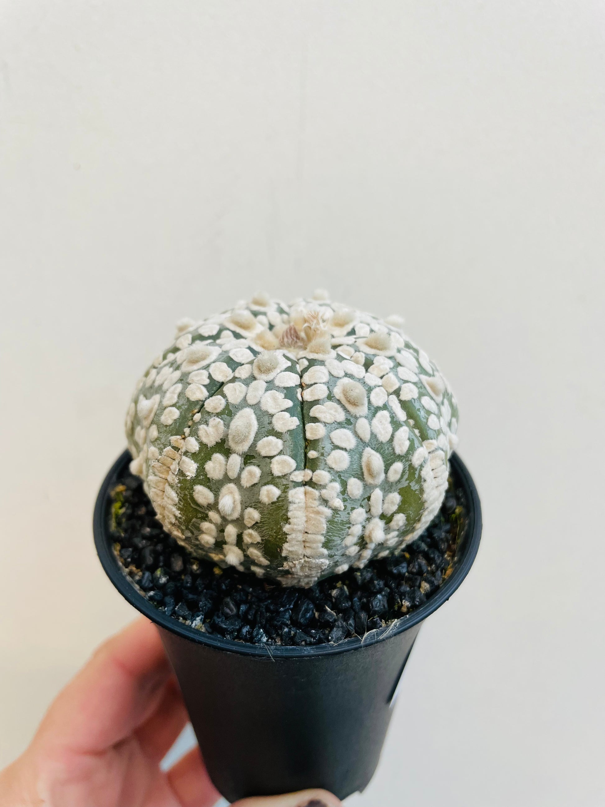 Bilde av Astrophytum ssterias ‘Super Kabuto’-Spanne Plantesalg
