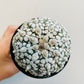 Bilde av Astrophytum ssterias ‘Super Kabuto’-Spanne Plantesalg