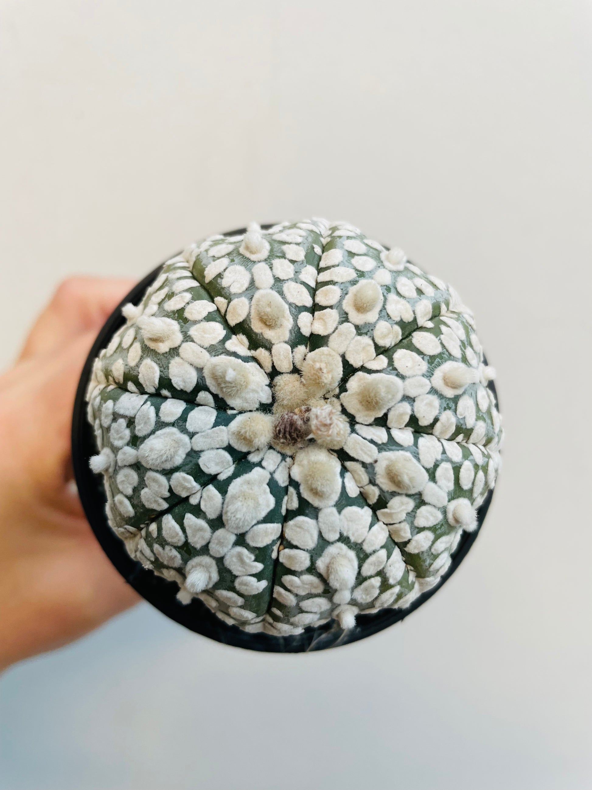 Bilde av Astrophytum ssterias ‘Super Kabuto’-Spanne Plantesalg