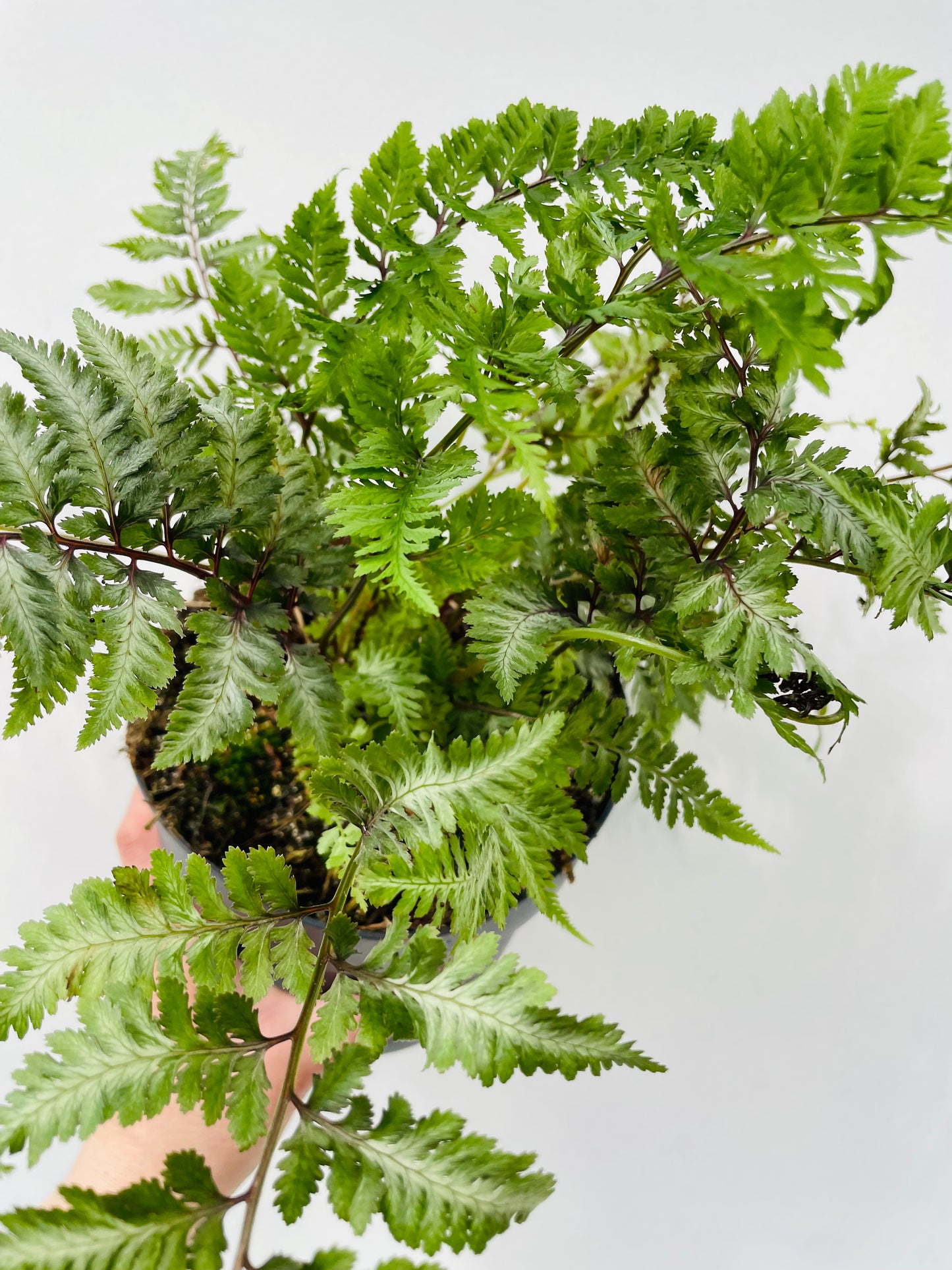 Bilde av Athyrium nip. ‘Red Beauty’-Spanne Plantesalg