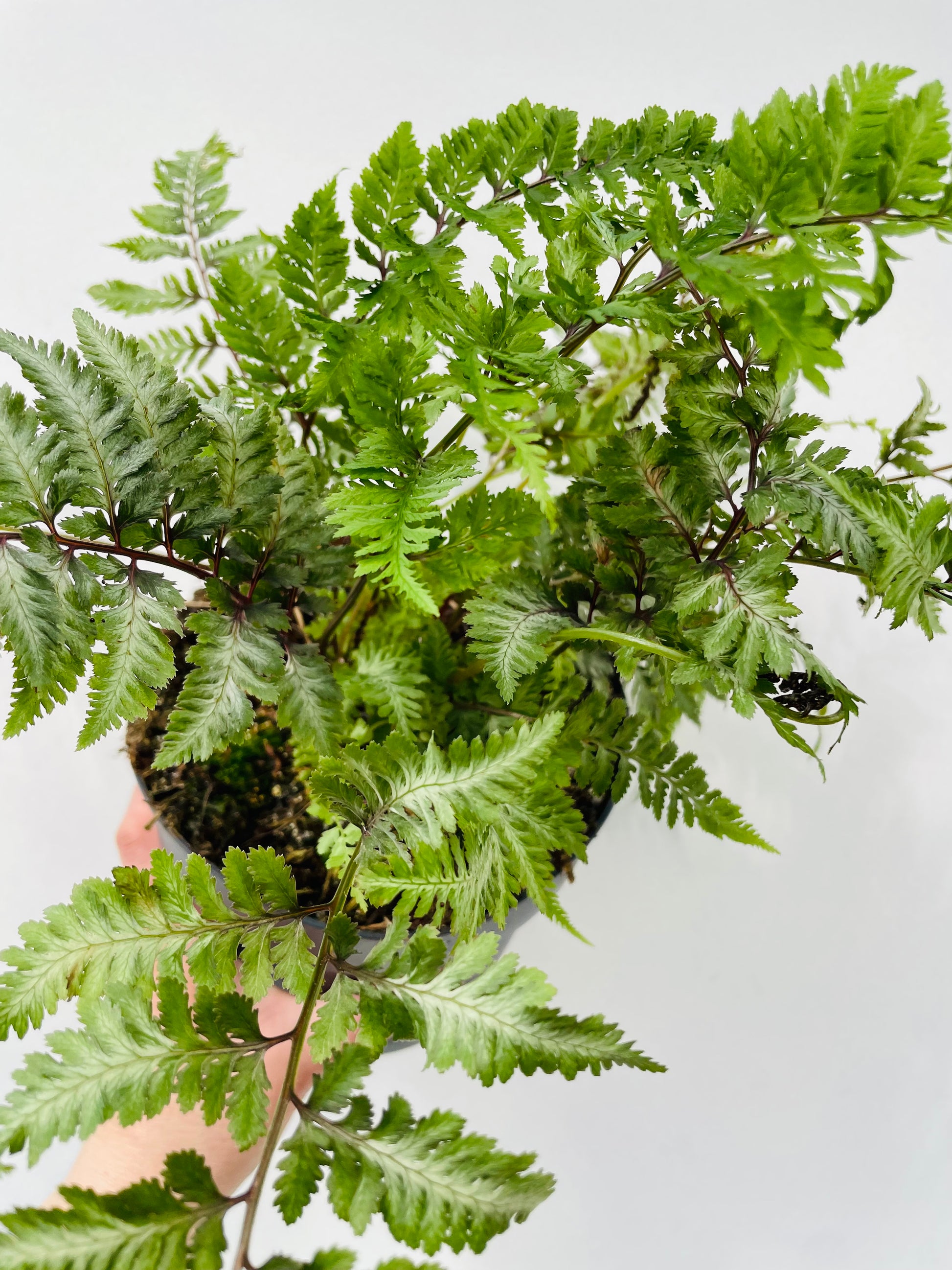 Bilde av Athyrium nip. ‘Red Beauty’-Spanne Plantesalg