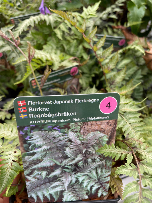 Bilde av Athyrium nip. 'Pictum'(Metallicum)-Spanne Plantesalg