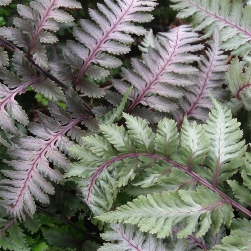 Bilde av Athyrium niponicum 'Burgundy Lace'-Spanne Plantesalg