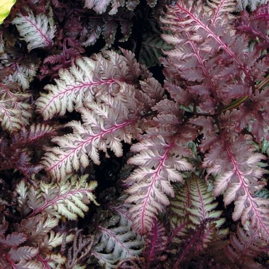 Bilde av Athyrium niponicum 'Red Beauty'-Spanne Plantesalg