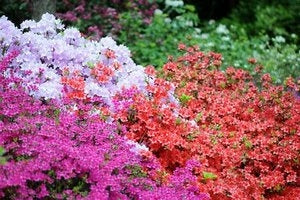 Bilde av Azalea Japonica Mix Str 21Cm-Spanne Plantesalg