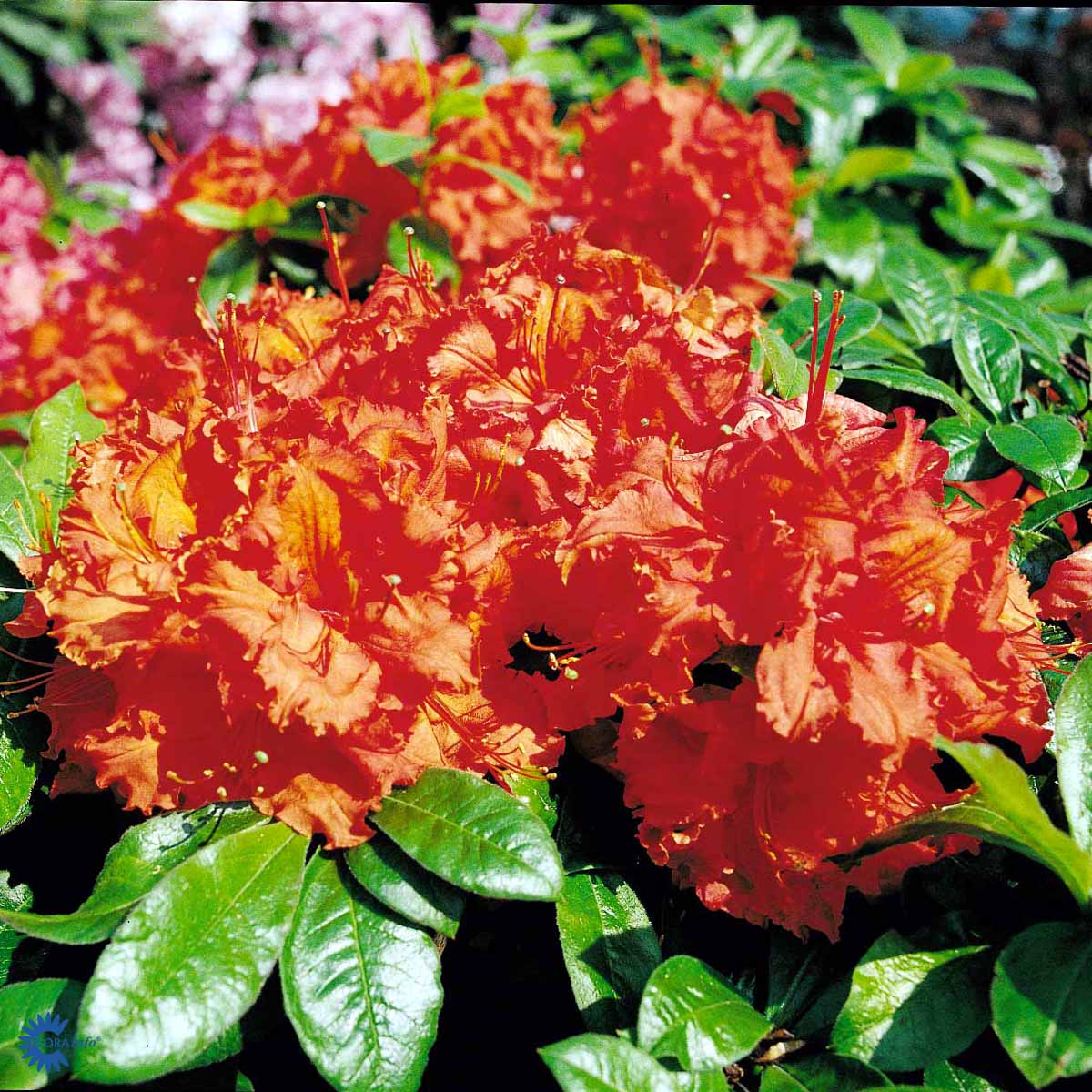 Bilde av Azalea Mollis Knaphill Gibraltar-Spanne Plantesalg