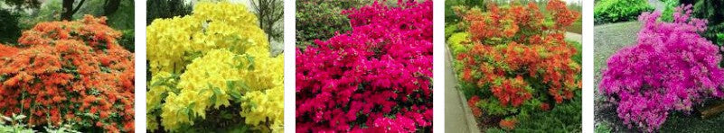 Bilde av AZALEA MOLLIS KNAPHILL-Spanne Plantesalg