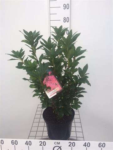 Bilde av AZALEA MOLLIS KNAPHILL-Spanne Plantesalg