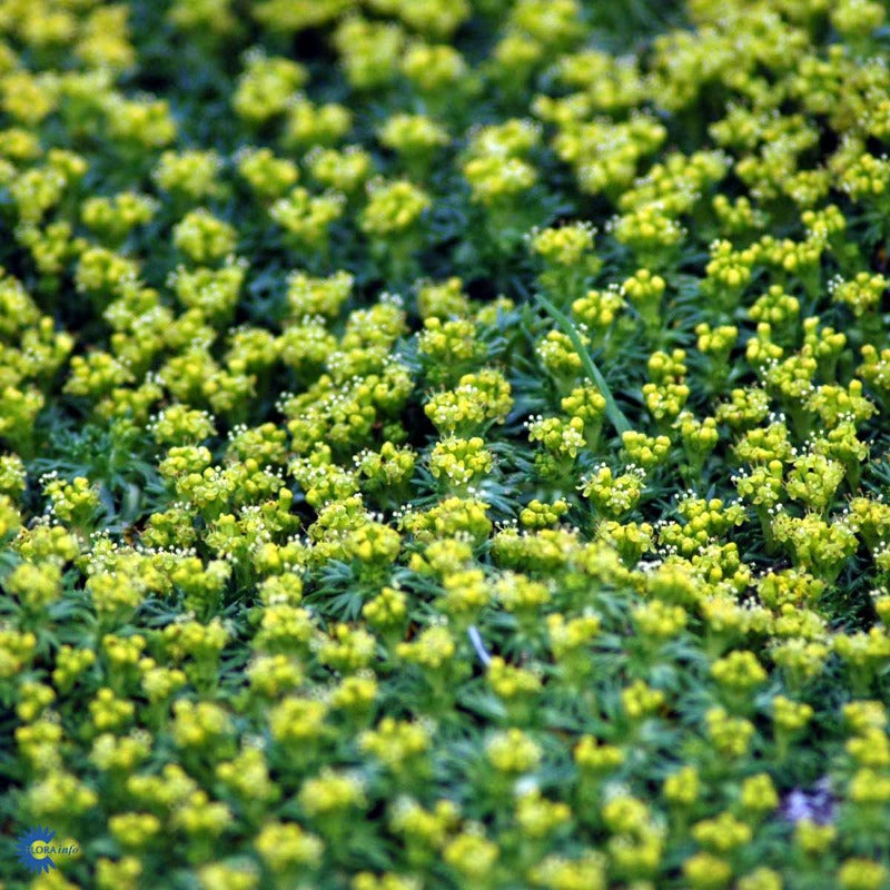 Bilde av Azorella trifurcata 'Nana'-Spanne Plantesalg