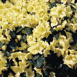 Bilde av Rhododendron Goldica-Spanne Plantesalg