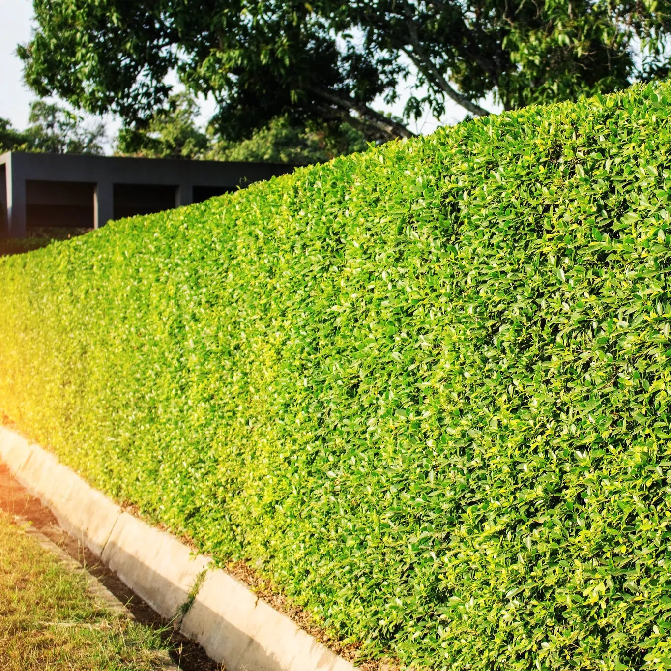 Bilde av Ligustrum ovalifolium-Spanne Plantesalg