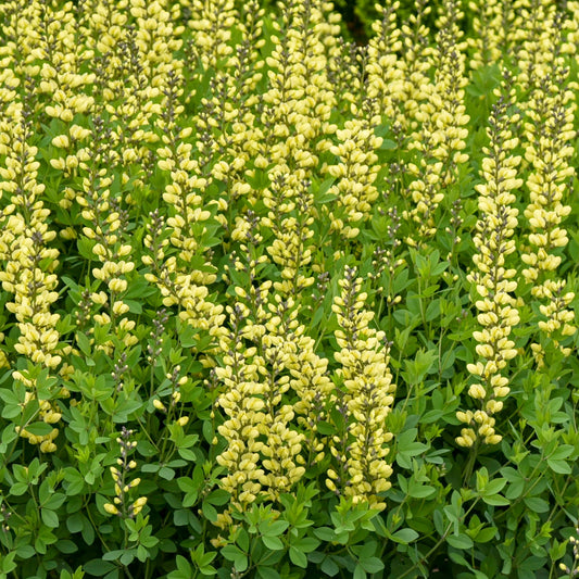 Bilde av Baptisia 'Lemon Meringue'-Spanne Plantesalg