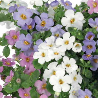 Bilde av Sutera diffusus MegaCopa MM Venus-Spanne Plantesalg