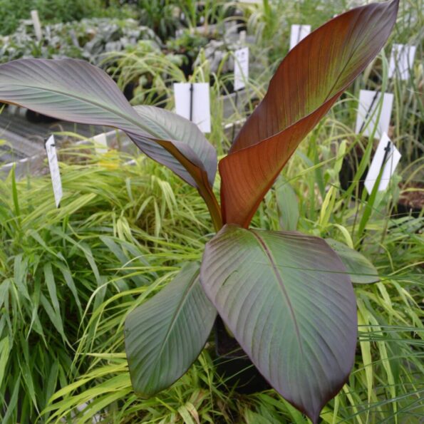 Bilde av Ensete ventricosum 'Maurelli'-Spanne Plantesalg