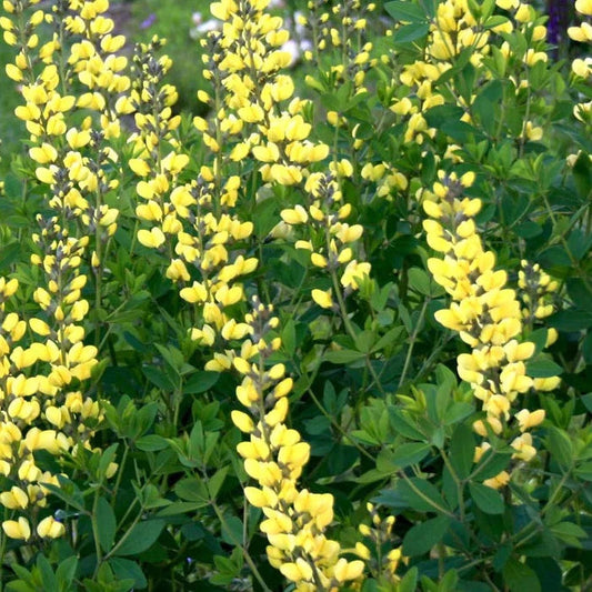 Bilde av Baptisia 'American Goldfinch'-Spanne Plantesalg