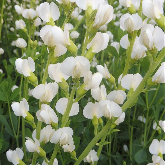 Bilde av Baptisia pendula 'Alba'-Spanne Plantesalg