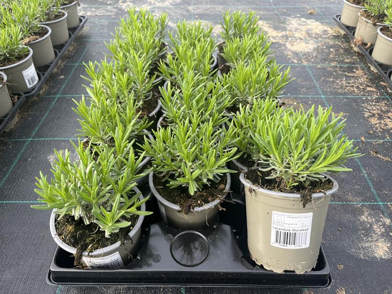 Bilde av BASILIKUM 'MAGIC MOUNTAIN'-Spanne Plantesalg