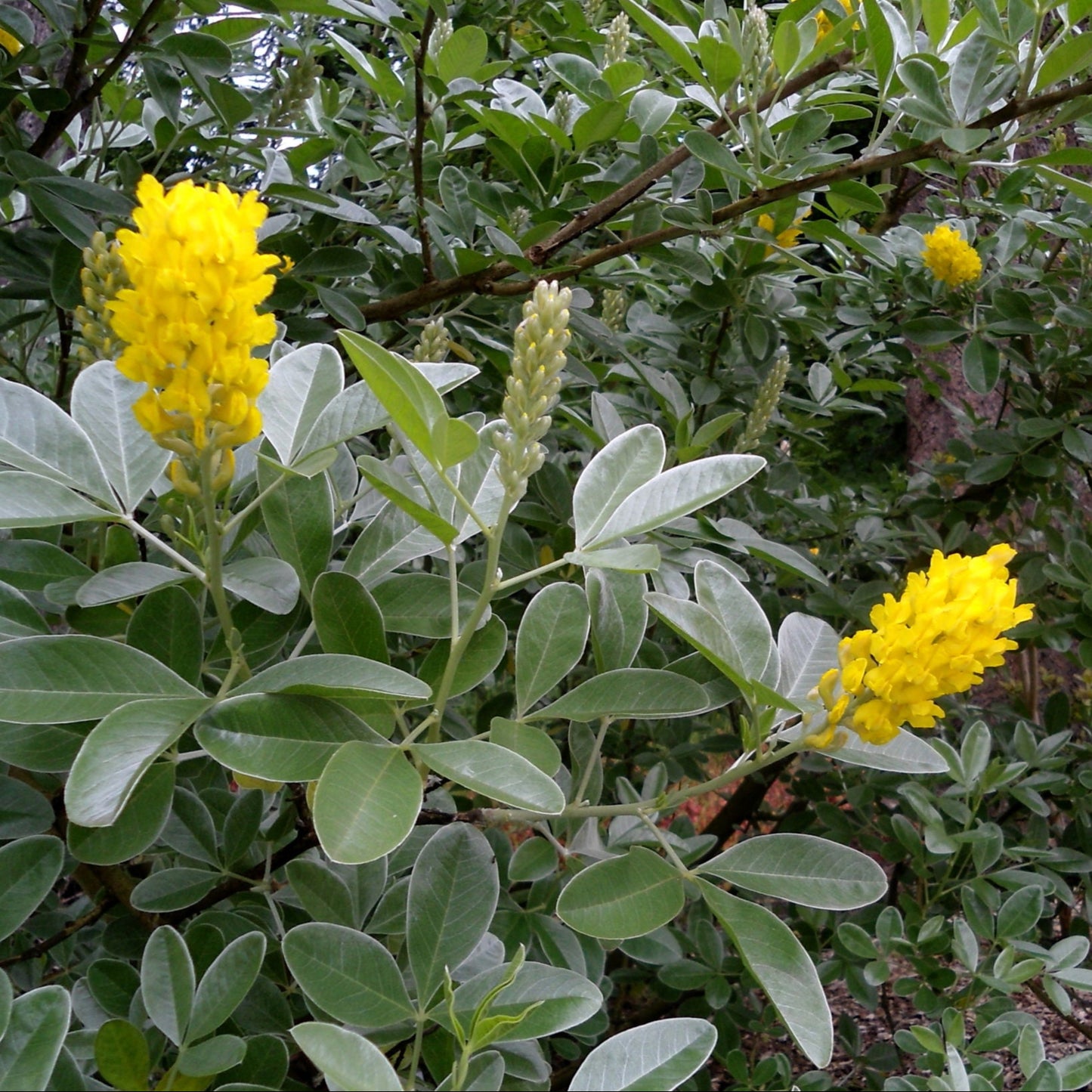 Bilde av Argyrocytisus battandieri-Spanne Plantesalg