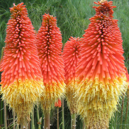 Bilde av Kniphofia caulescens-Spanne Plantesalg