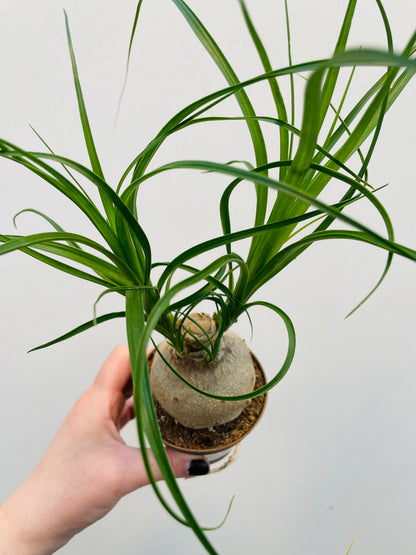Bilde av Beaucarnea recurvata-Spanne Plantesalg