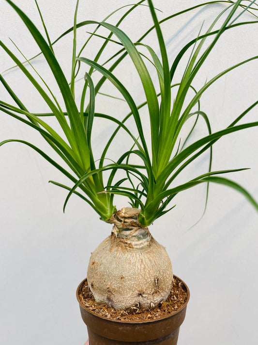 Bilde av Beaucarnea recurvata-Spanne Plantesalg