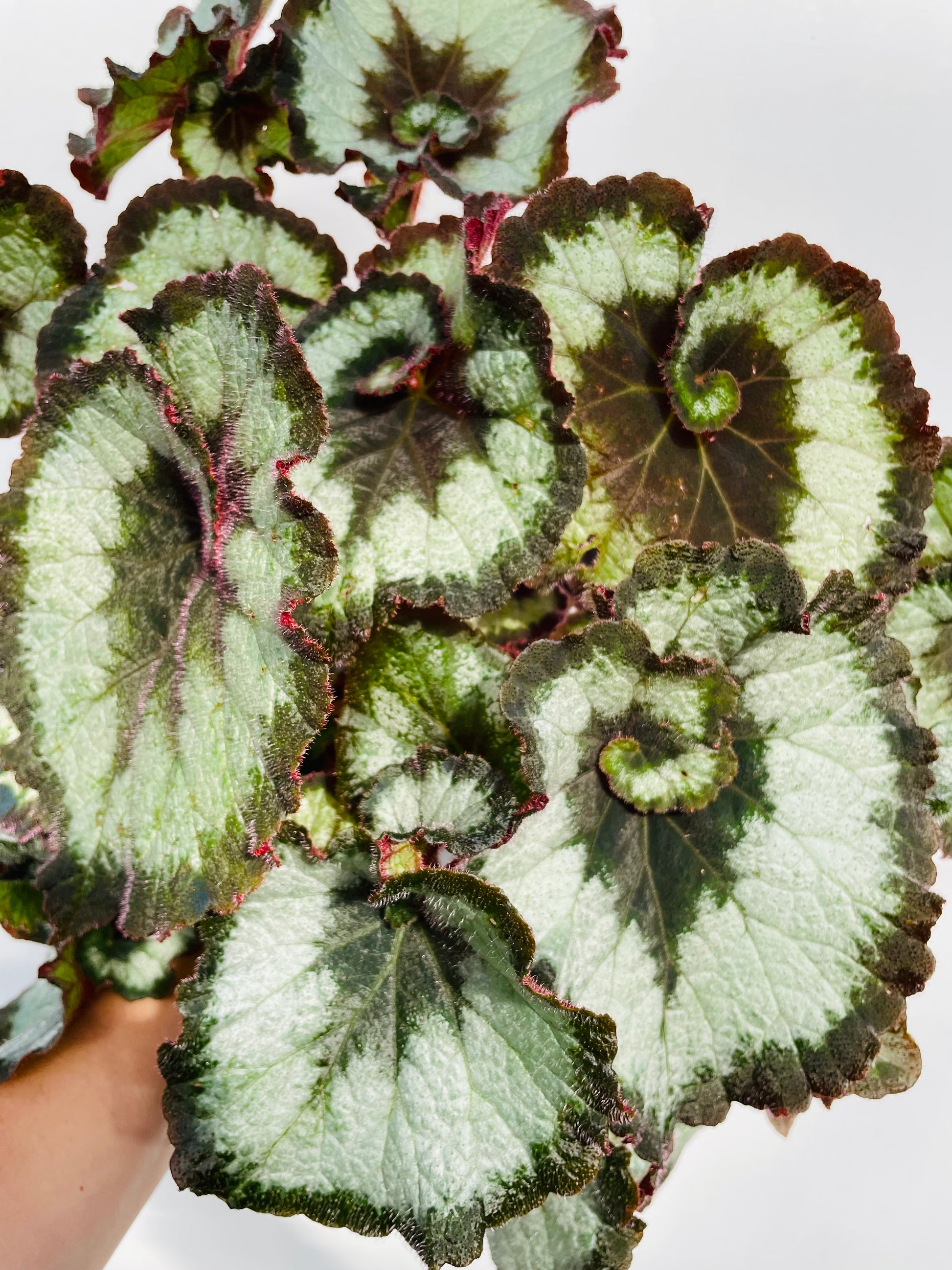 Bilde av Begonia ‘Escargot’-Spanne Plantesalg