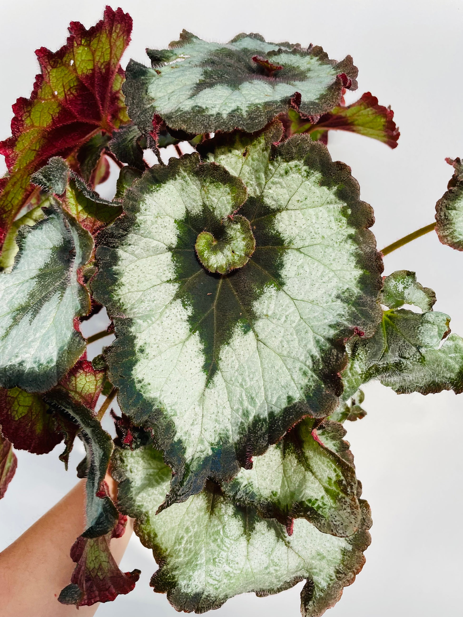 Bilde av Begonia ‘Escargot’-Spanne Plantesalg