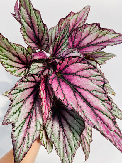 Bilde av Begonia 'Hugh McLauchlan'-Spanne Plantesalg