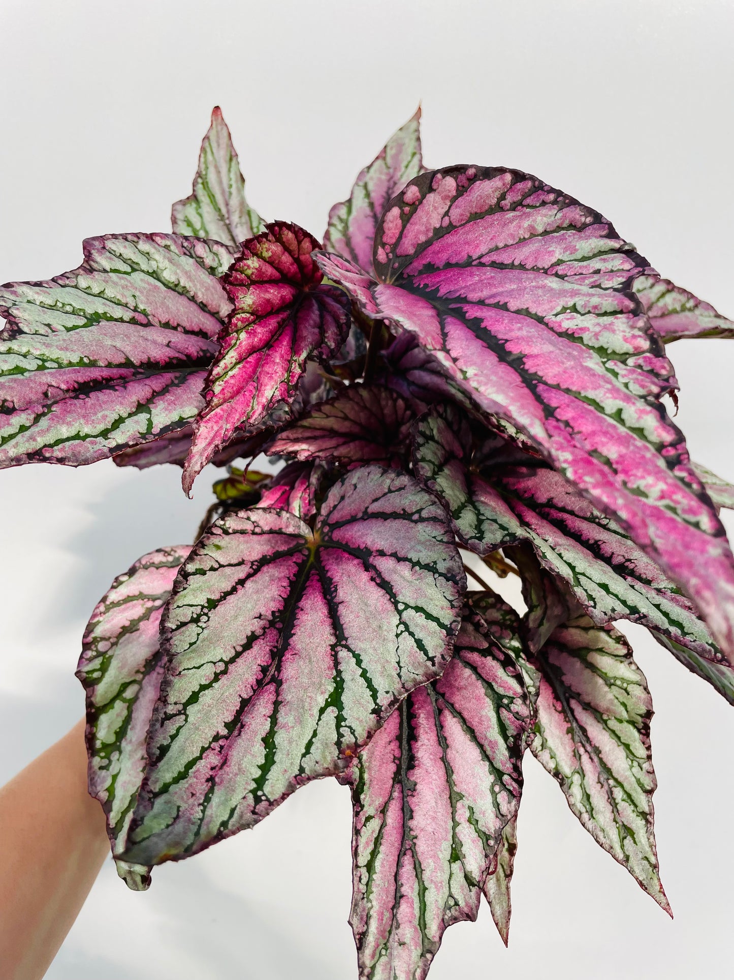 Bilde av Begonia 'Hugh McLauchlan'-Spanne Plantesalg