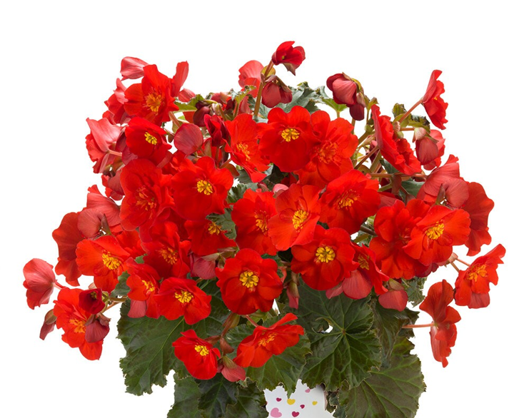 Bilde av Begonia Kompakt Macarouge Pris pr 2 stk-Spanne Plantesalg