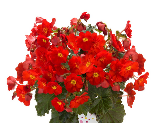 Bilde av Begonia Kompakt Macarouge Pris pr 2 stk-Spanne Plantesalg