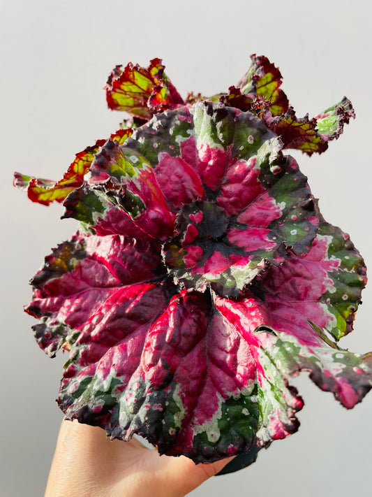 Bilde av Begonia ‘Magic Colours Macarena’-Spanne Plantesalg