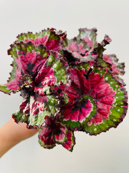 Bilde av Begonia ‘Magic Colours Macarena’-Spanne Plantesalg