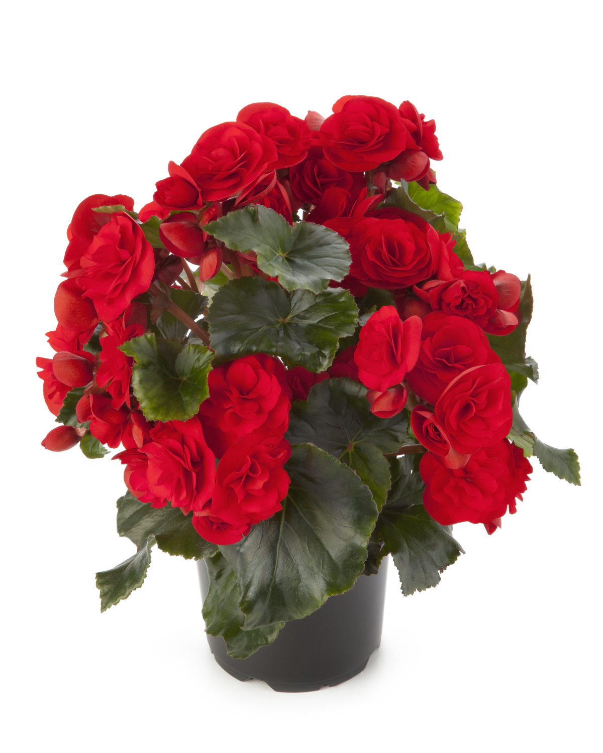 Bilde av Begonia Red Orange Pris pr 2 stk-Spanne Plantesalg