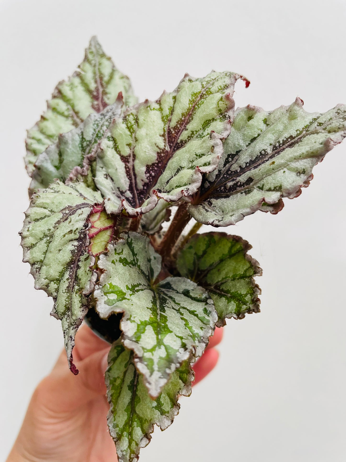 Begonia rex ‘Dew Drop’