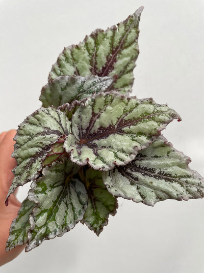Begonia rex ‘Dew Drop’