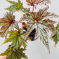 Bilde av Begonia rex ‘Spacestar Maia’-Spanne Plantesalg