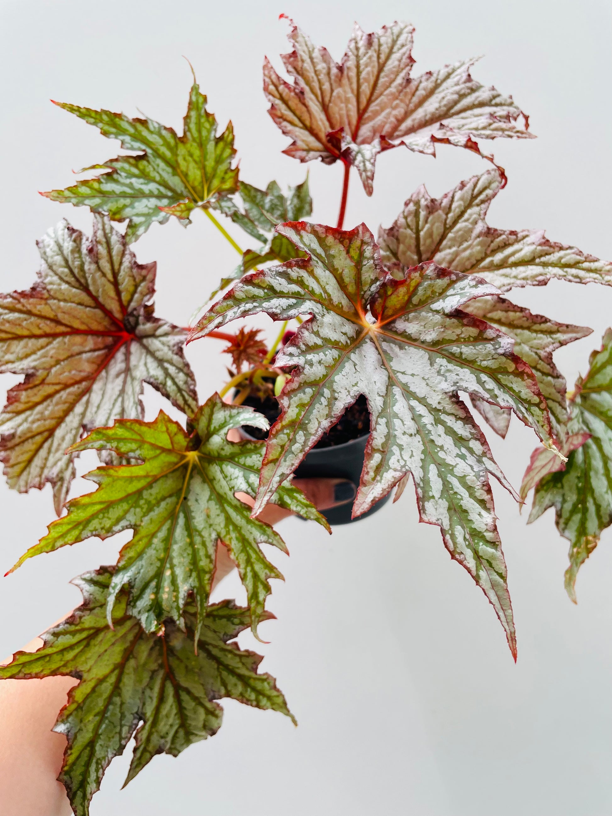 Bilde av Begonia rex ‘Spacestar Maia’-Spanne Plantesalg