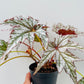Bilde av Begonia rex ‘Spacestar Maia’-Spanne Plantesalg