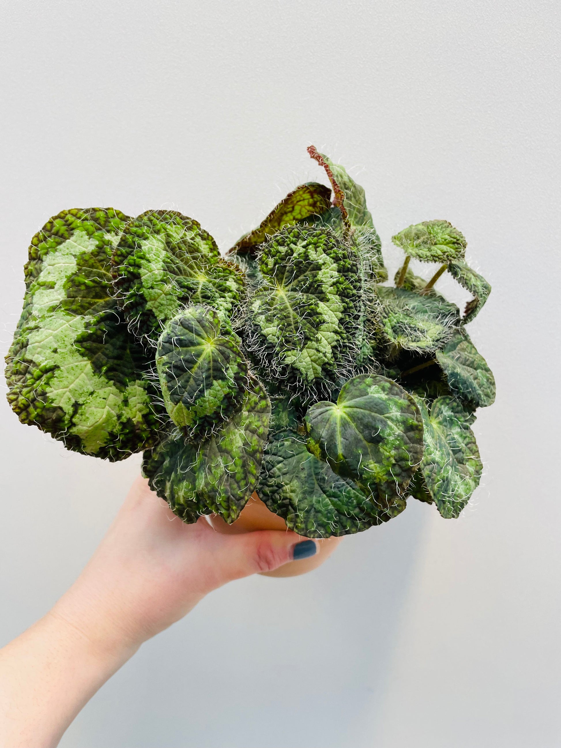 Bilde av Begonia sizemoreae, 12 cm terracotta potte-Spanne Plantesalg