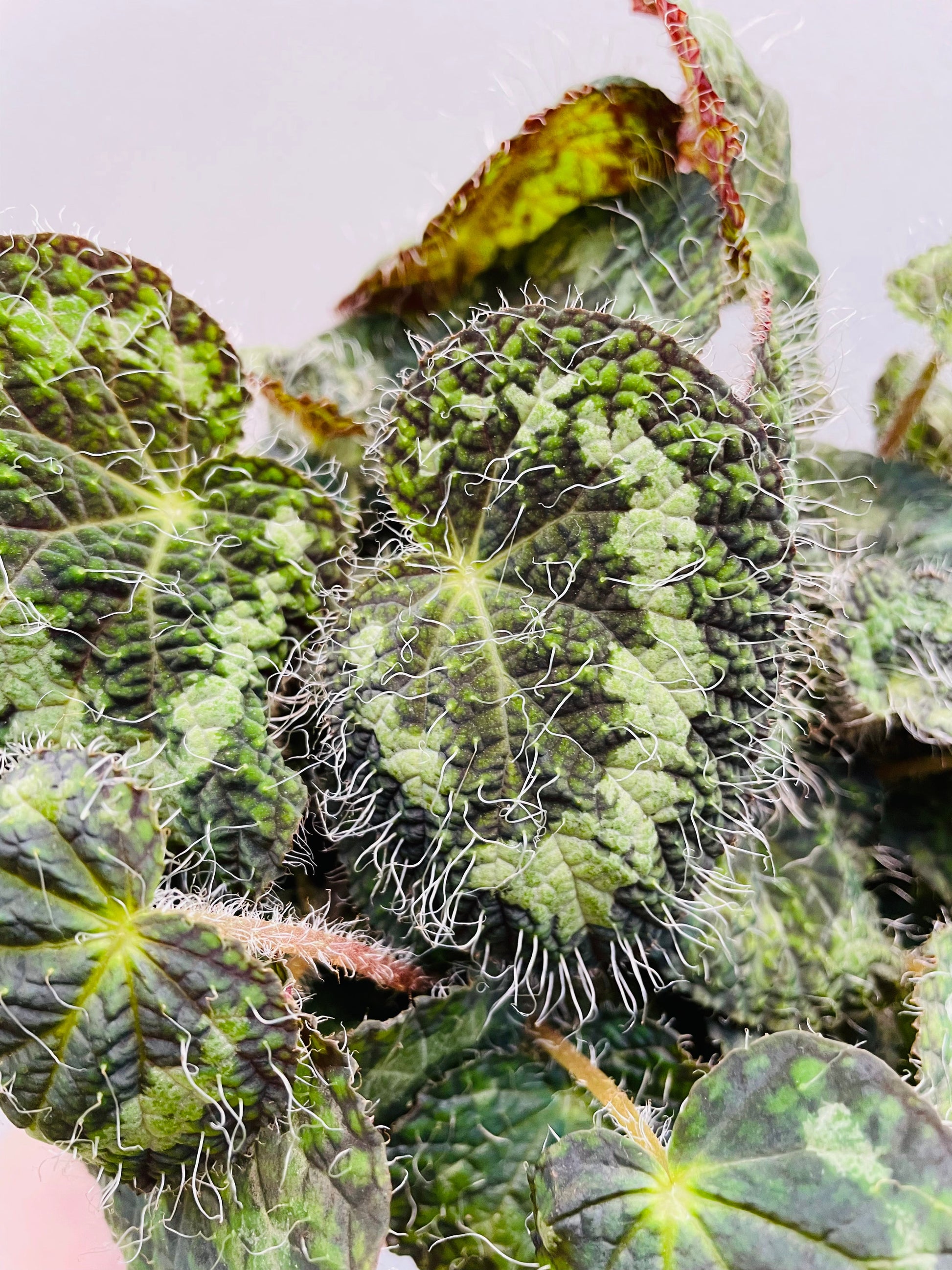 Bilde av Begonia sizemoreae, 12 cm terracotta potte-Spanne Plantesalg